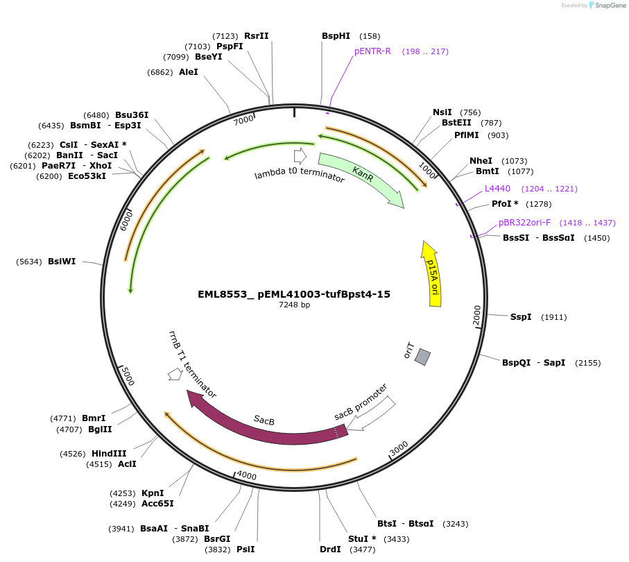 237866-plasmid-map-sequence-id-482846