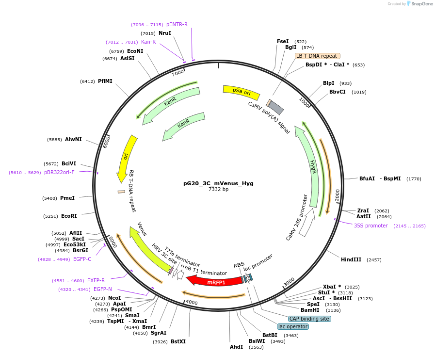 240659-plasmid-map-sequence-id-482848