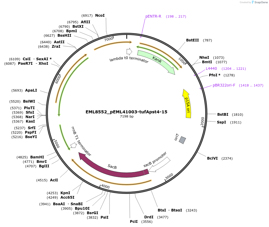 237865-plasmid-map-sequence-id-482850