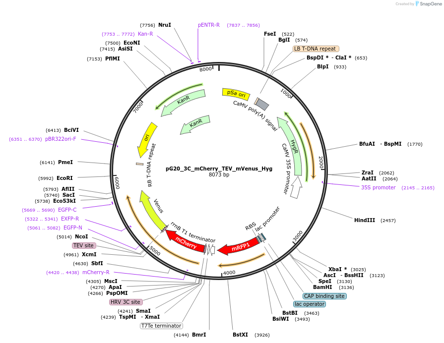 240654-plasmid-map-sequence-id-482853