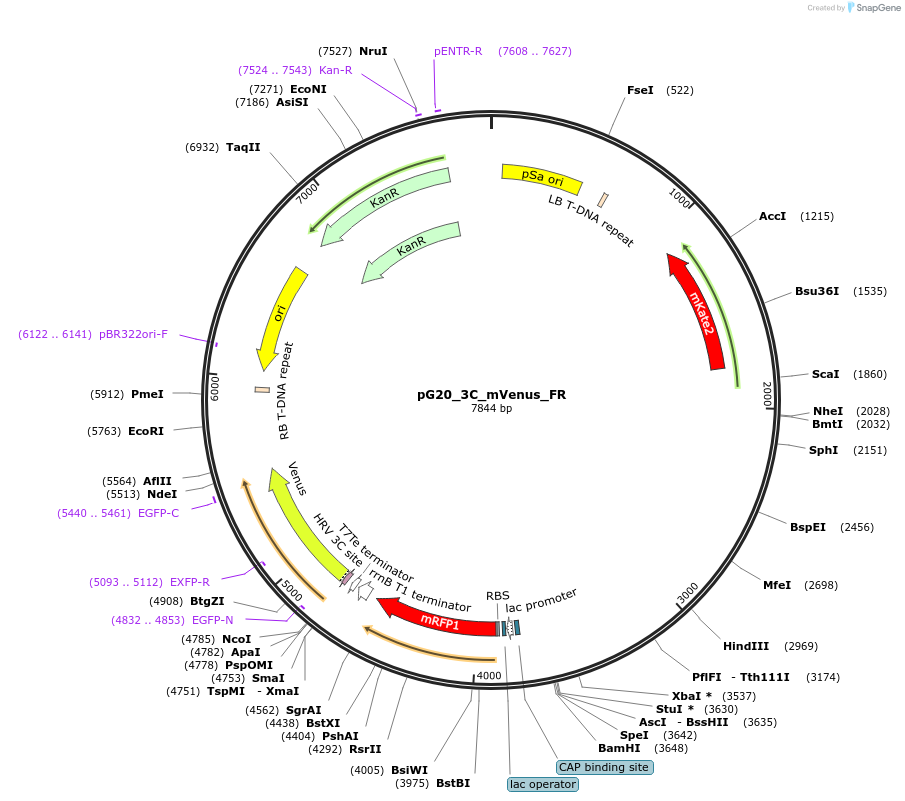 240669-plasmid-map-sequence-id-482854