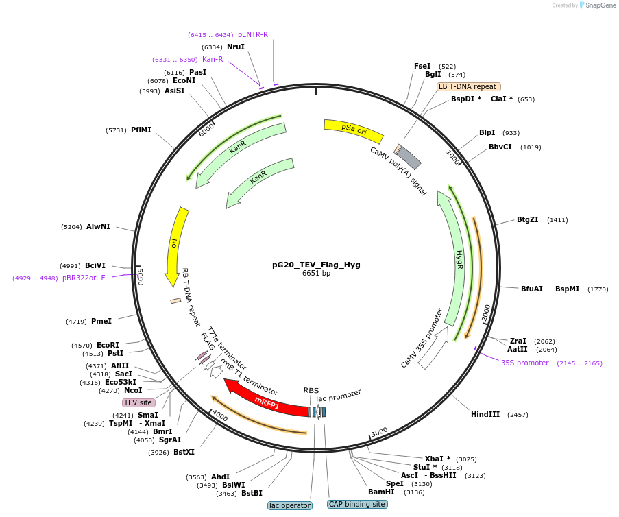 240658-plasmid-map-sequence-id-482858