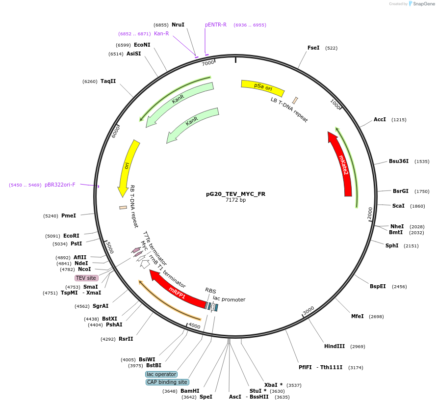 240666-plasmid-map-sequence-id-482860