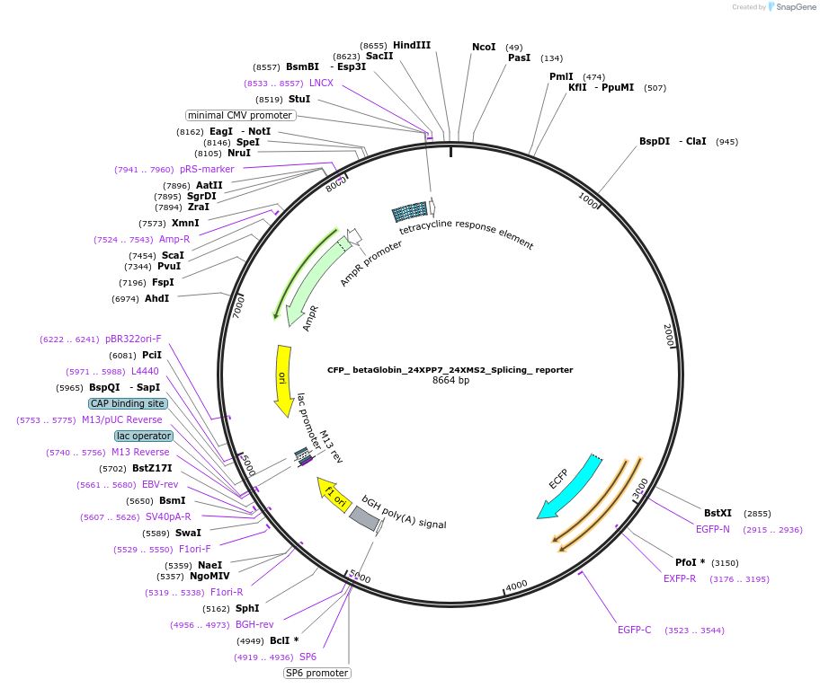61762-plasmid-map-sequence-id-482882