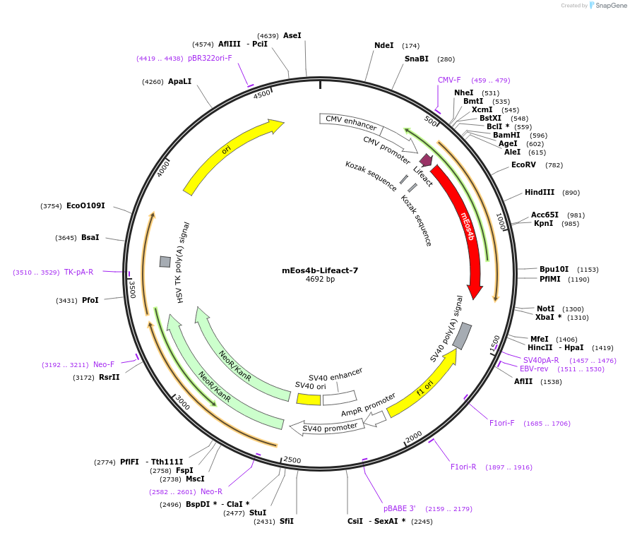 54813-plasmid-map-sequence-id-482896