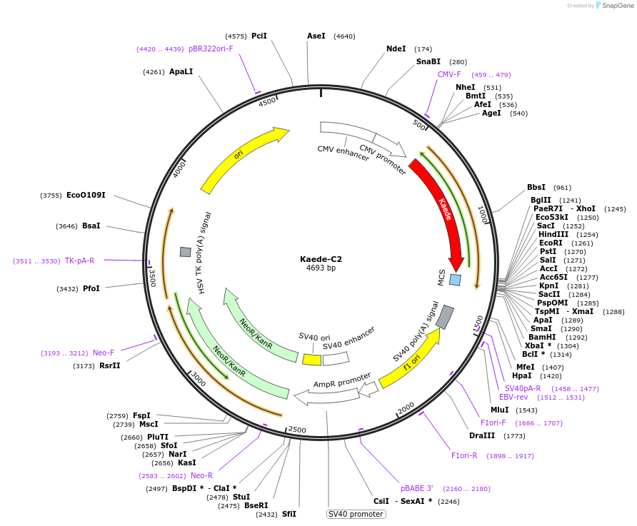 54725-plasmid-map-sequence-id-482901