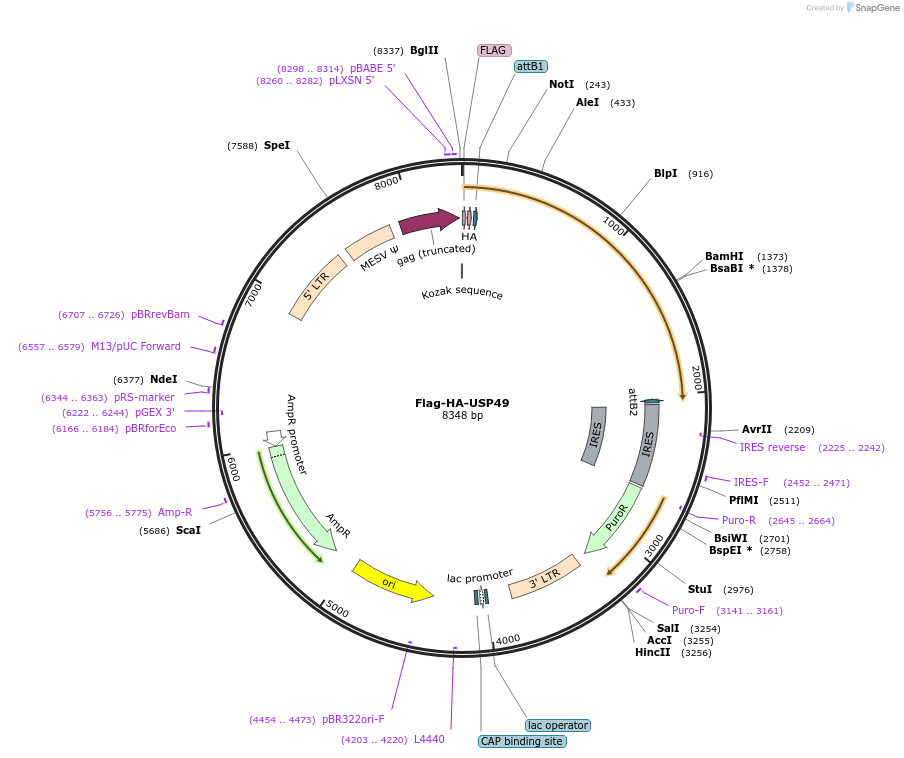 22586-plasmid-map-sequence-id-482903