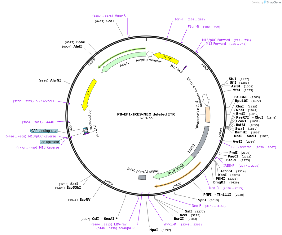67906-plasmid-map-sequence-id-482905
