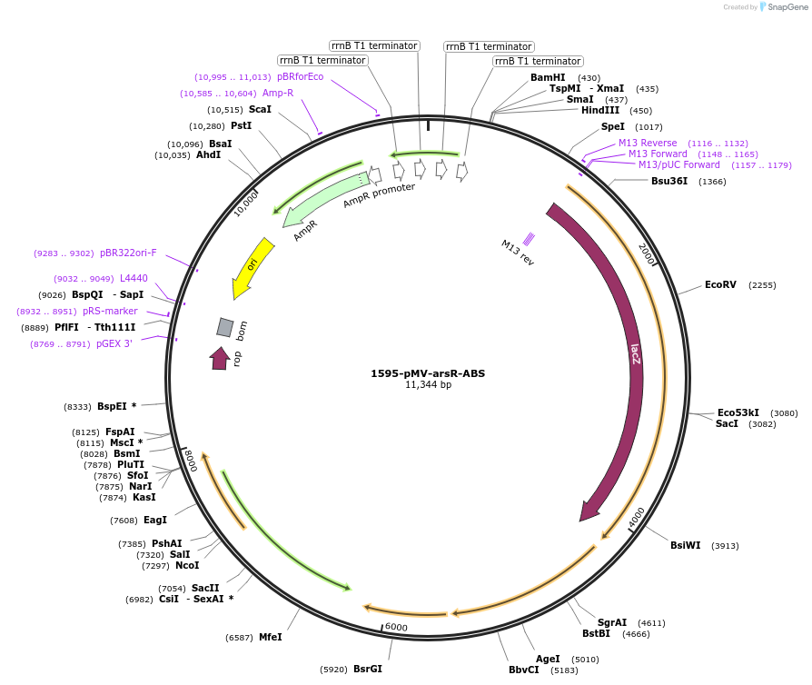 240494-plasmid-map-sequence-id-483037
