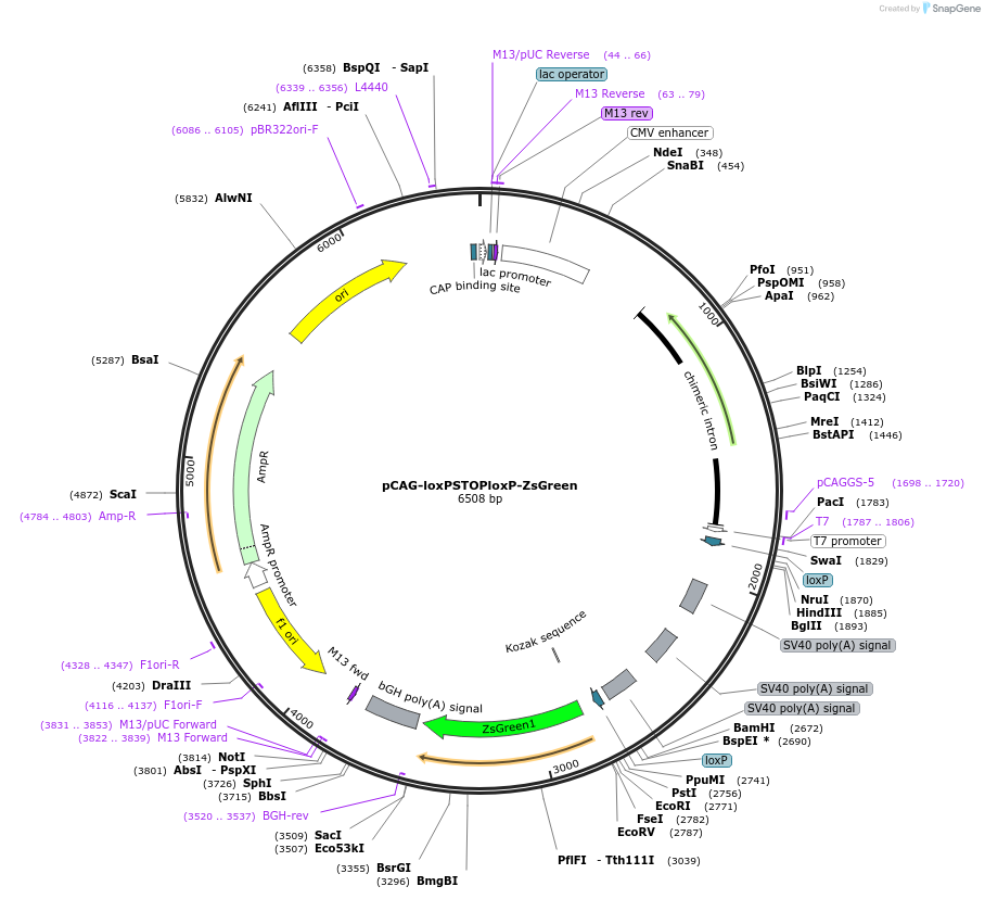 51269-plasmid-map-sequence-id-483038