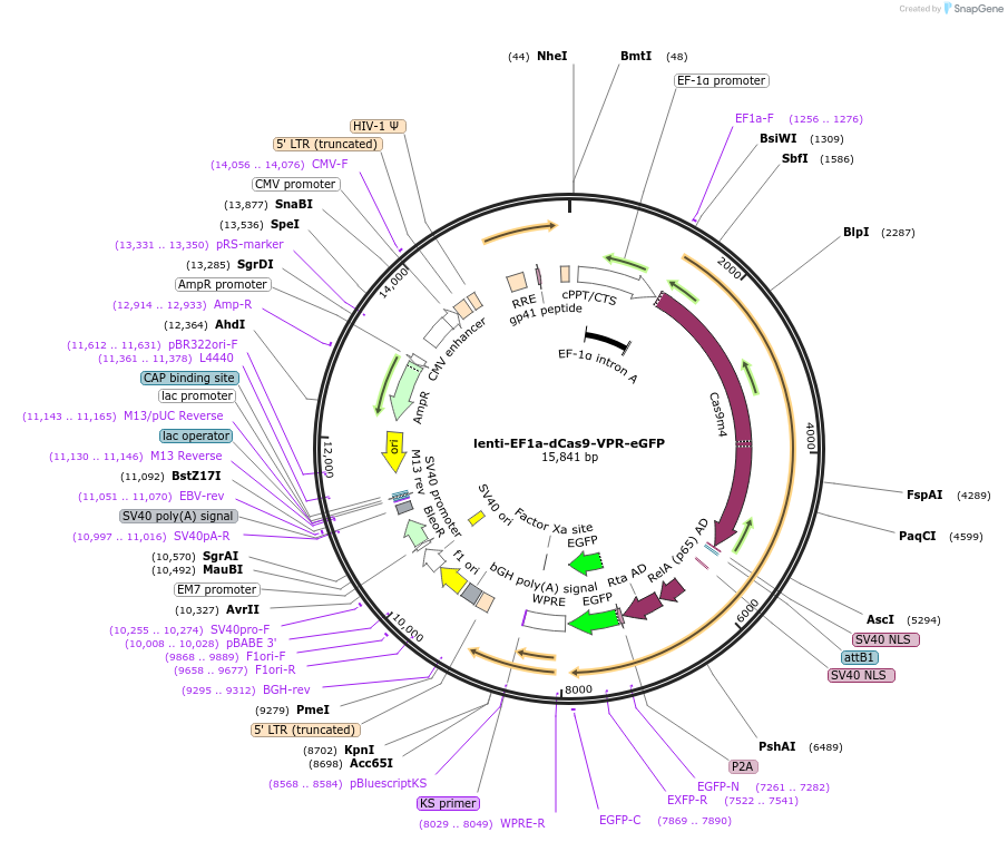 241307-plasmid-map-sequence-id-483039