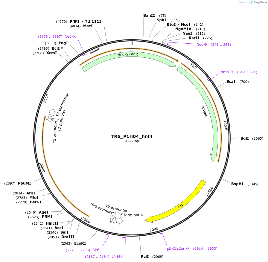 239143-plasmid-map-sequence-id-483064