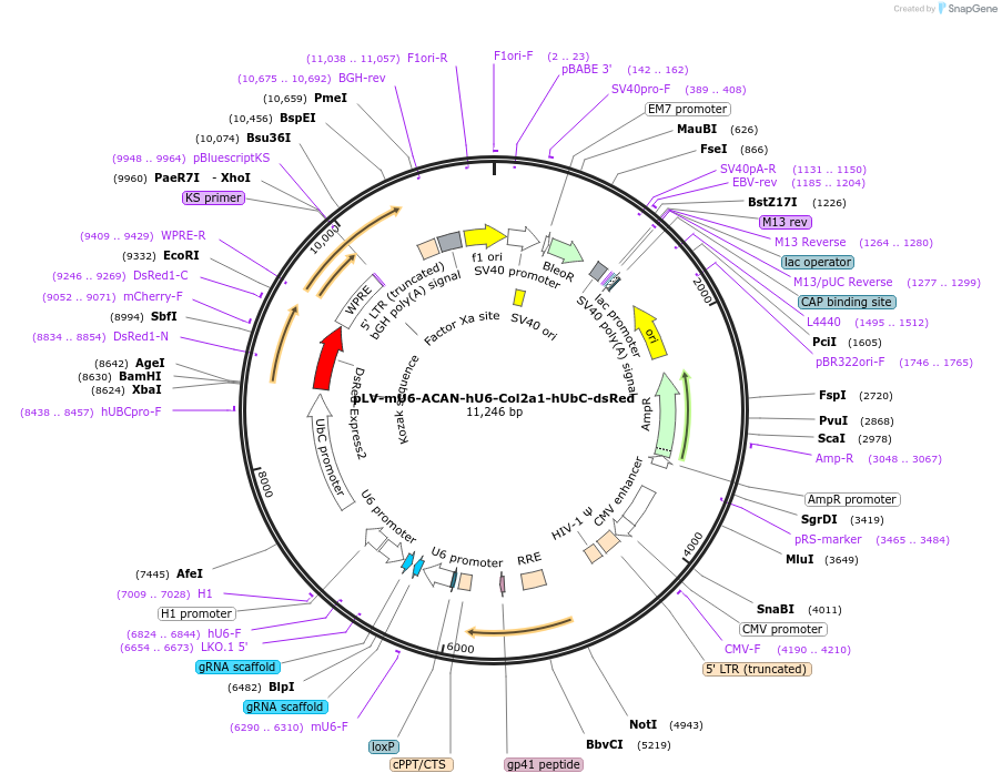 241310-plasmid-map-sequence-id-483068