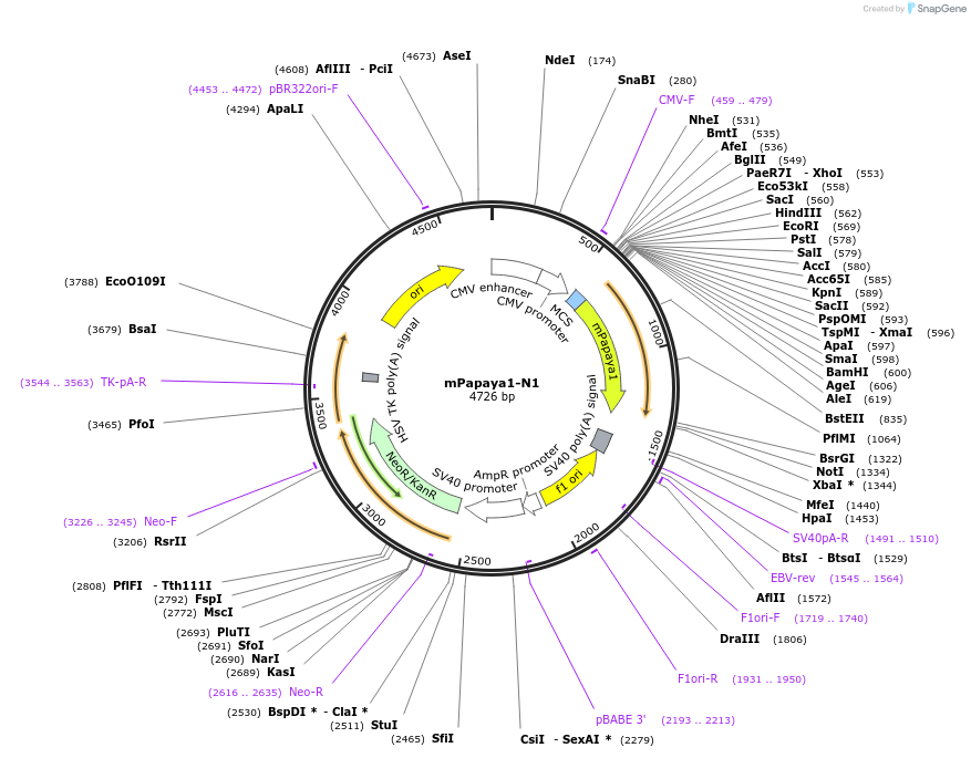 54732-plasmid-map-sequence-id-483071