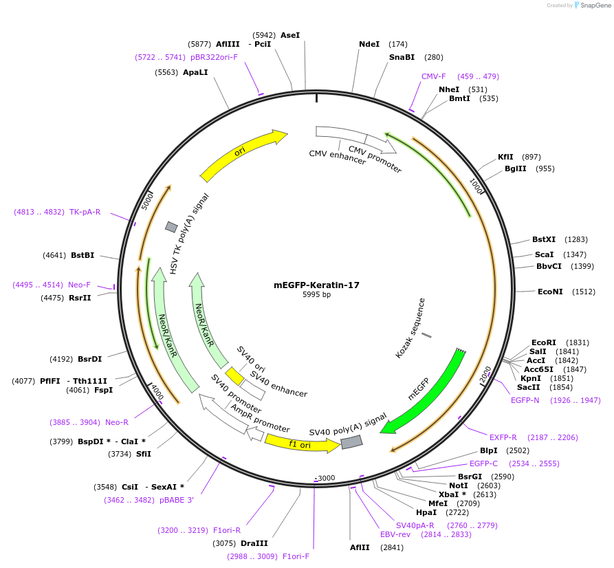 56465-plasmid-map-sequence-id-483079