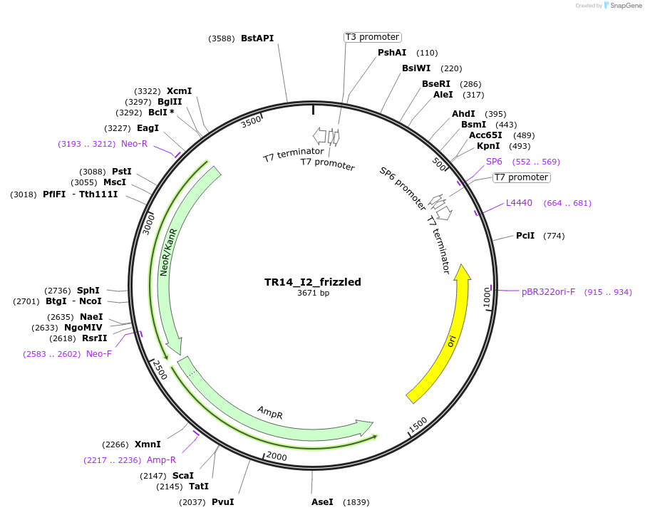 239151-plasmid-map-sequence-id-483080
