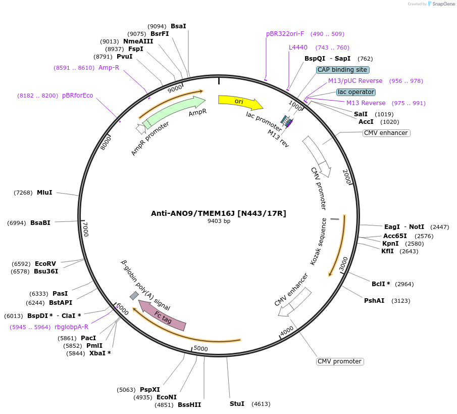 222164-plasmid-map-sequence-id-483081