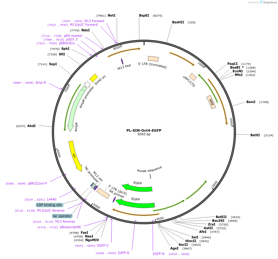 21319-plasmid-map-sequence-id-483086
