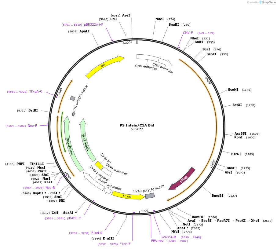 242025-plasmid-map-sequence-id-483127