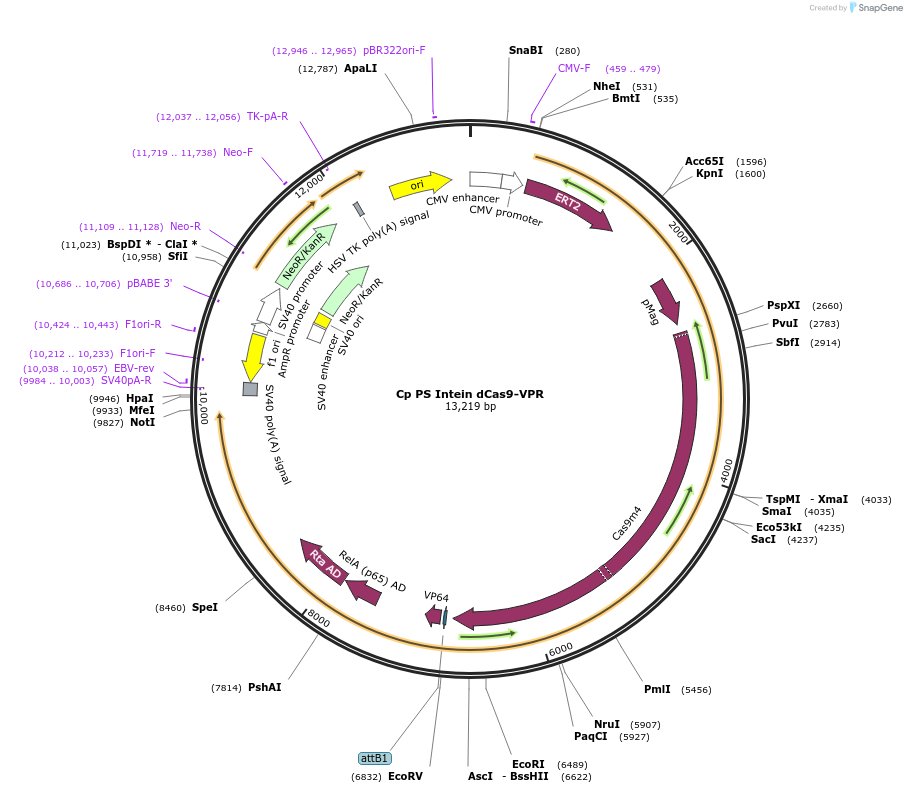 242031-plasmid-map-sequence-id-483129