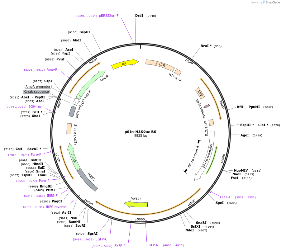 235131-plasmid-map-sequence-id-483320