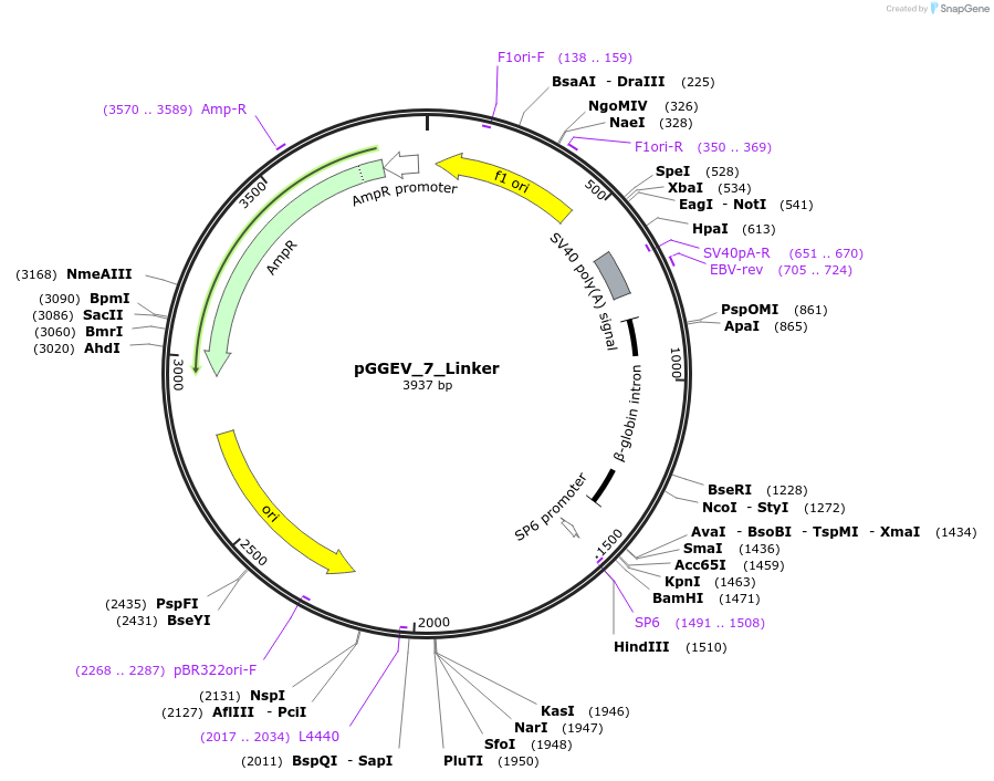 49287-plasmid-map-sequence-id-483331