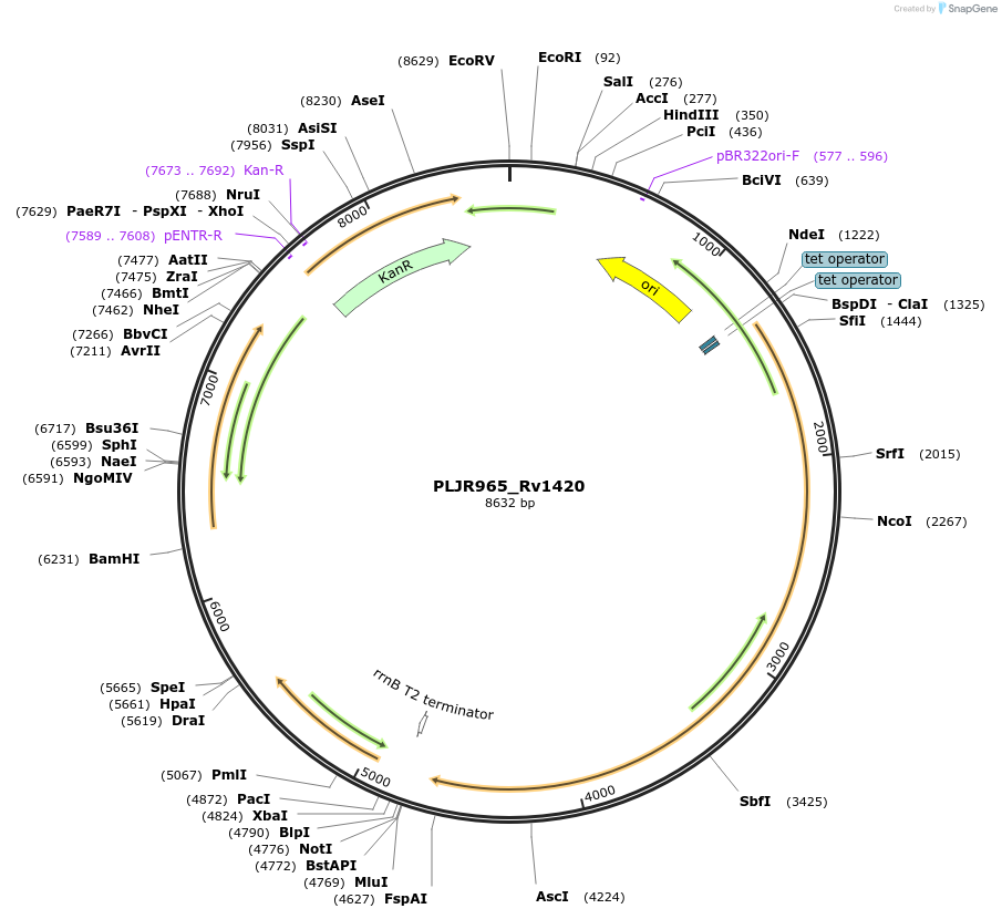 241229-plasmid-map-sequence-id-483380