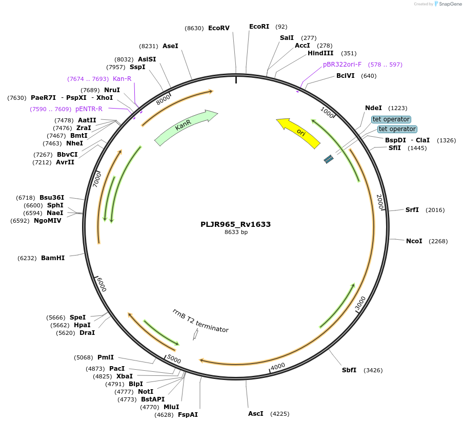 241230-plasmid-map-sequence-id-483390