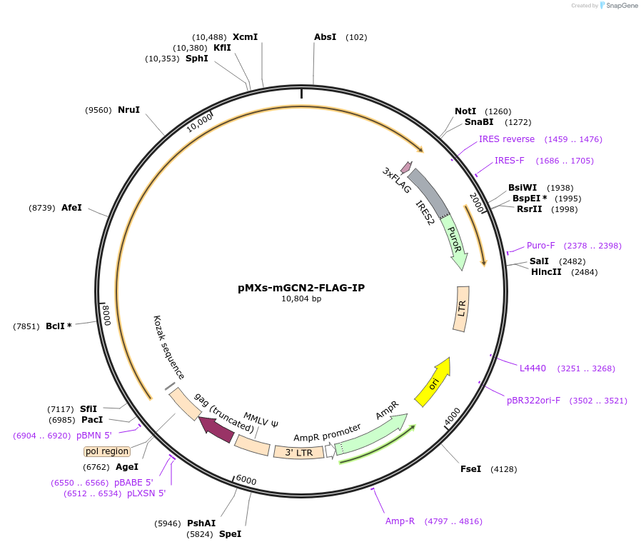 101794-plasmid-map-sequence-id-483460