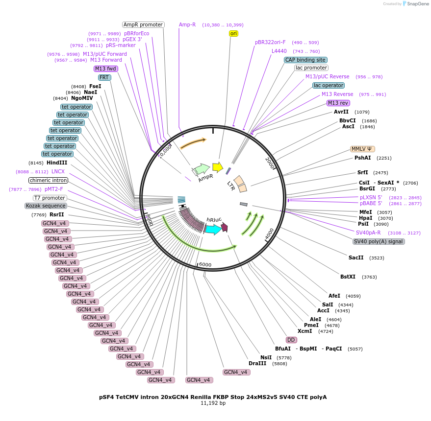119945-plasmid-map-sequence-id-483465