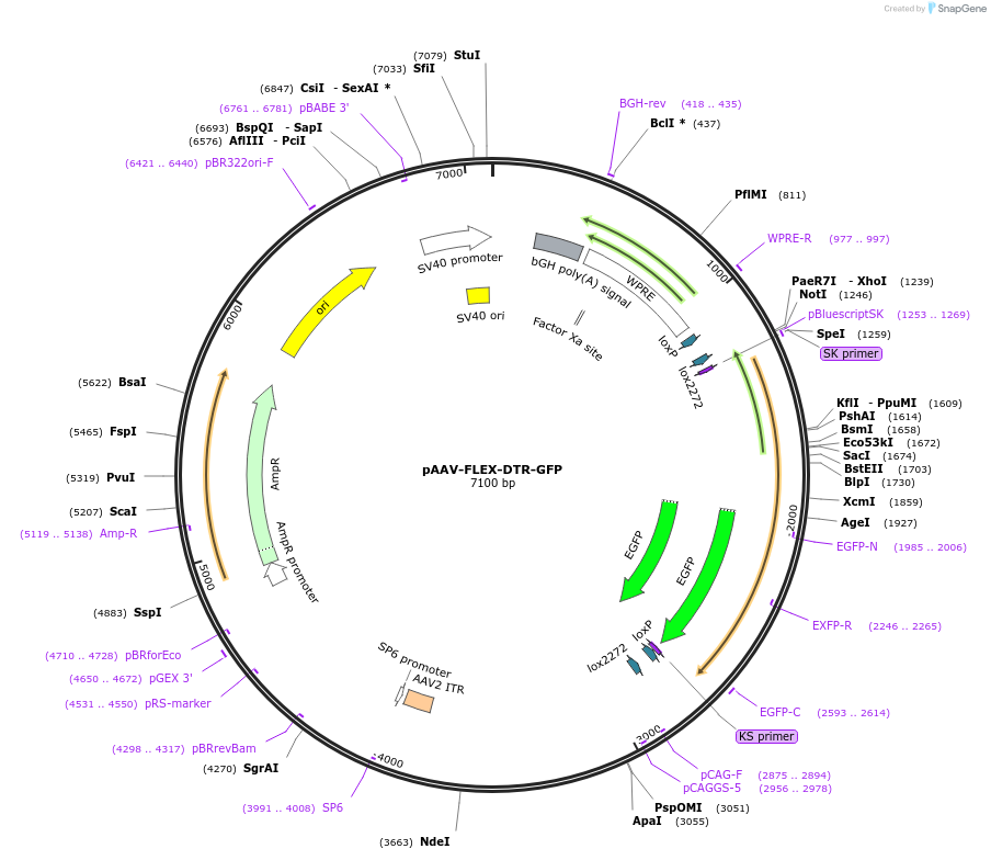 124364-plasmid-map-sequence-id-483494