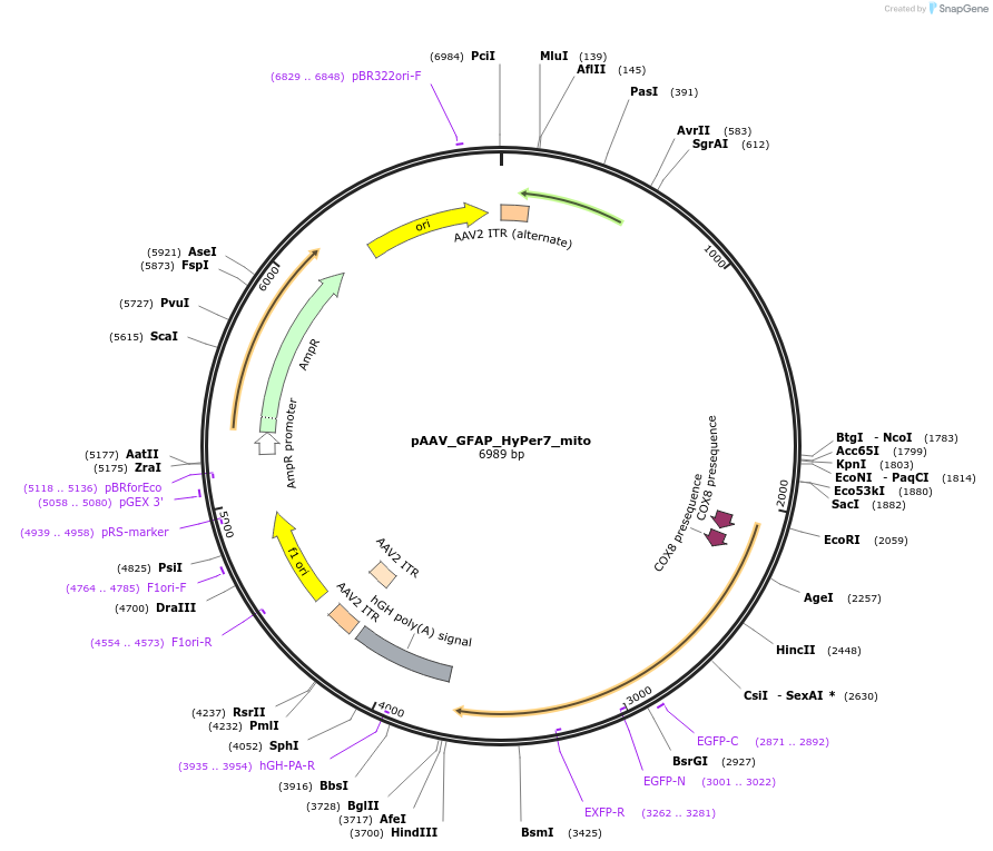 238966-plasmid-map-sequence-id-483533