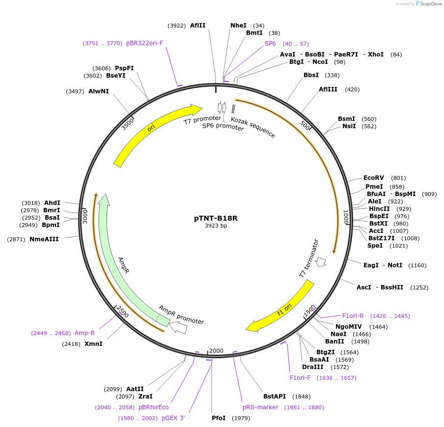 58978-plasmid-map-sequence-id-483556