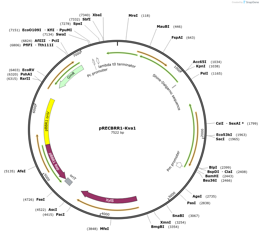 240703-plasmid-map-sequence-id-483567