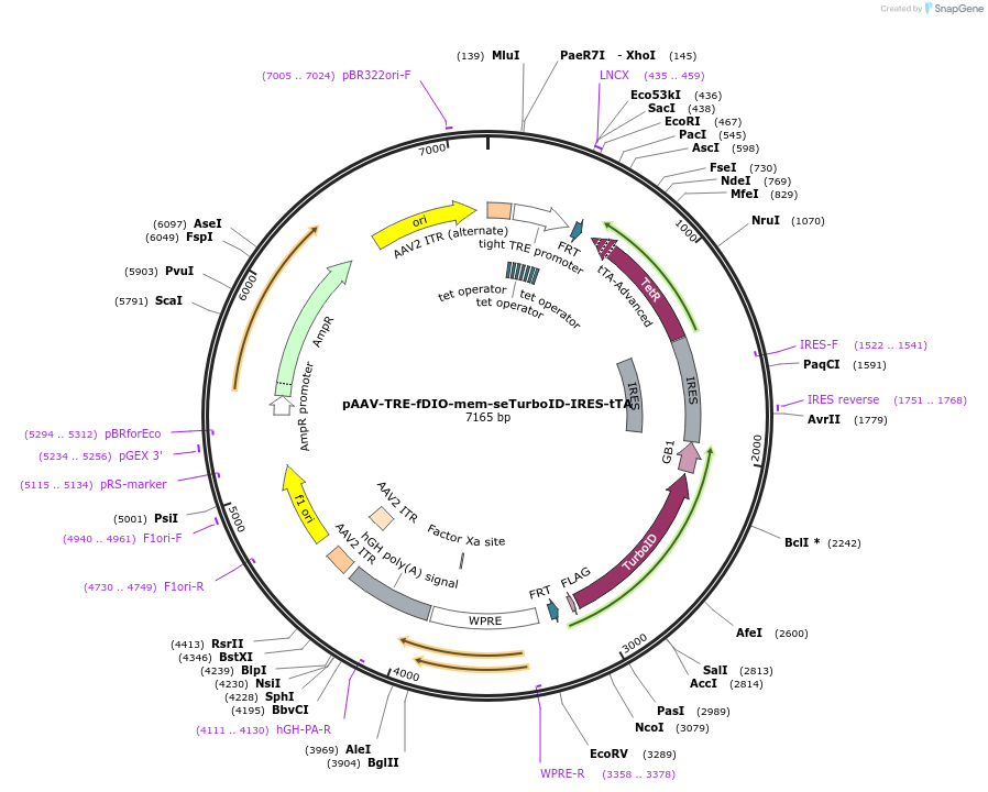 237889-plasmid-map-sequence-id-483648
