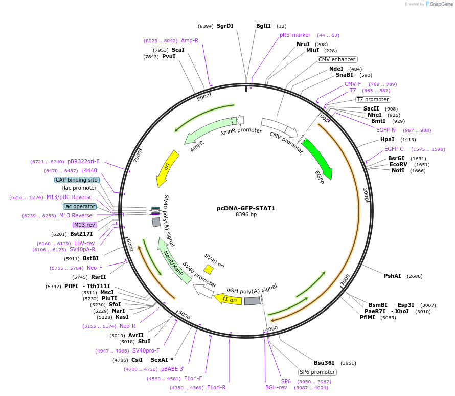 11987-plasmid-map-sequence-id-483719