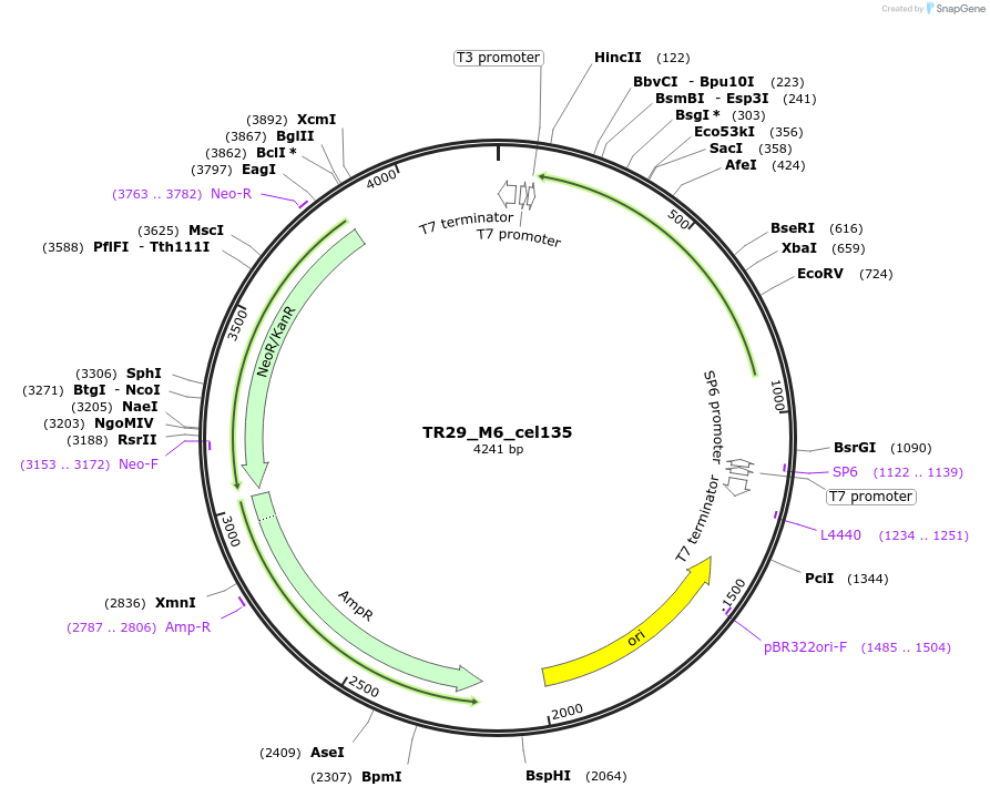 239166-plasmid-map-sequence-id-483727