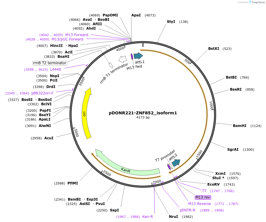101533-plasmid-map-sequence-id-483753