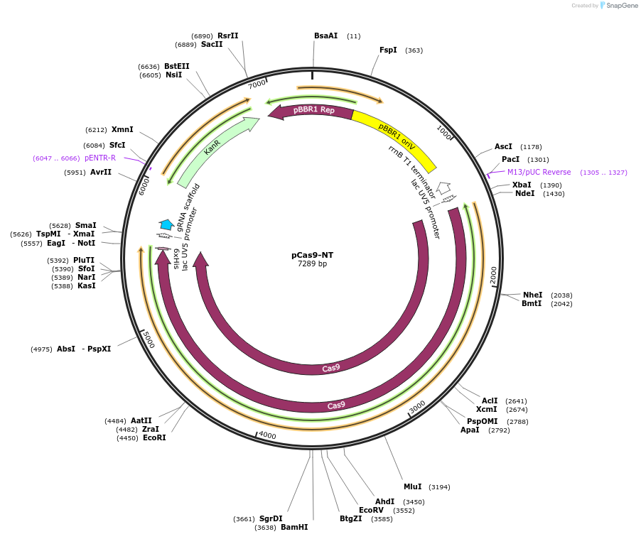 235165-plasmid-map-sequence-id-483778