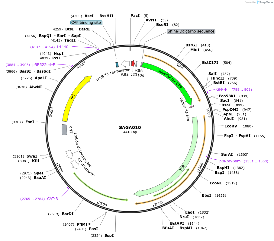 240759-plasmid-map-sequence-id-483780