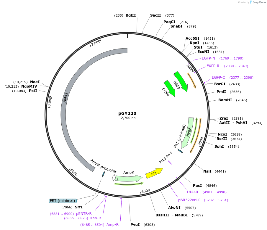239807-plasmid-map-sequence-id-483806