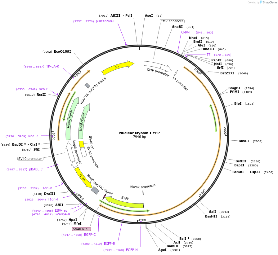 60241-plasmid-map-sequence-id-483812