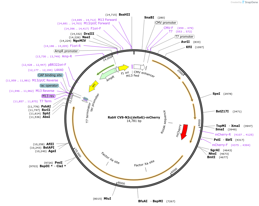 73464-plasmid-map-sequence-id-483817