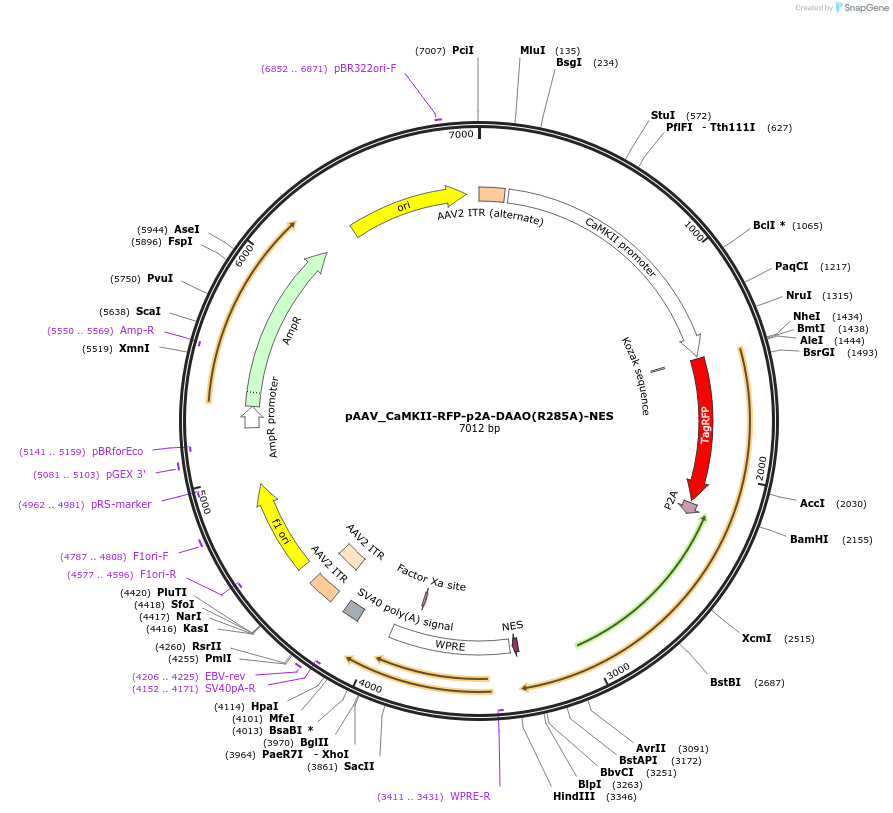 238919-plasmid-map-sequence-id-483824