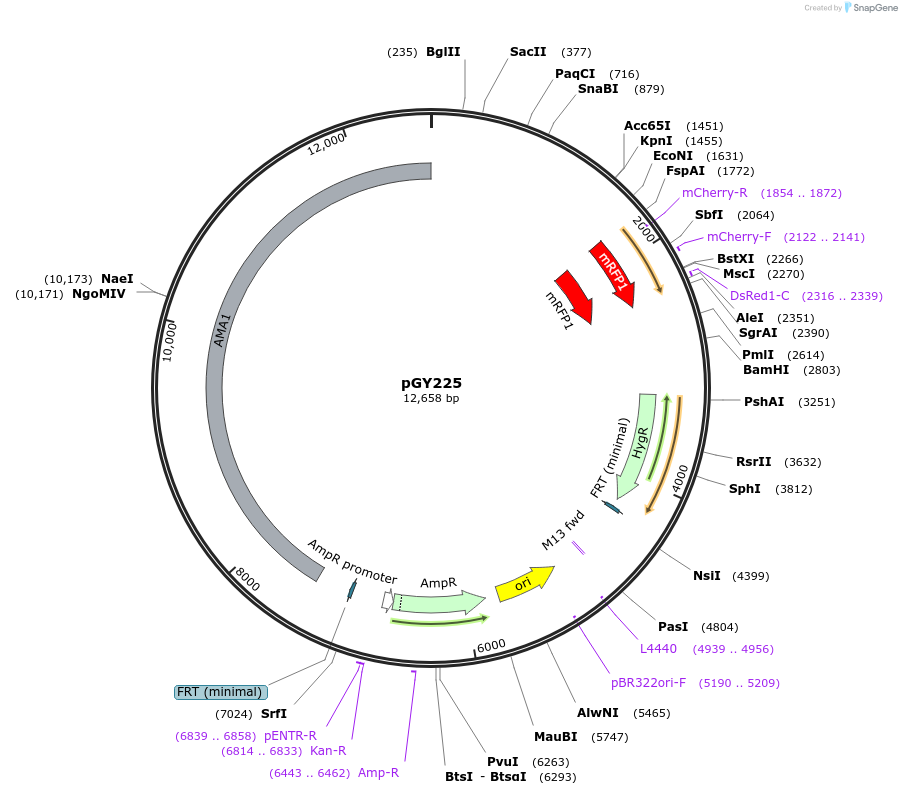 239809-plasmid-map-sequence-id-483867