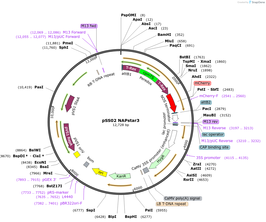 241273-plasmid-map-sequence-id-483902