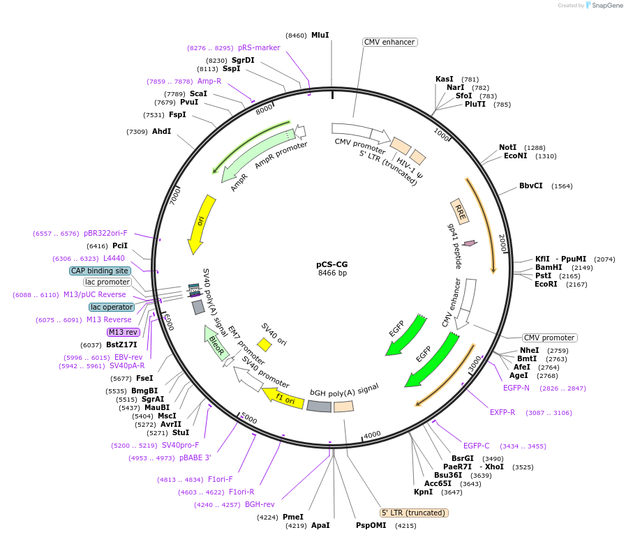 12154-plasmid-map-sequence-id-483903
