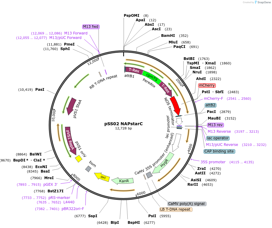 241271-plasmid-map-sequence-id-483905