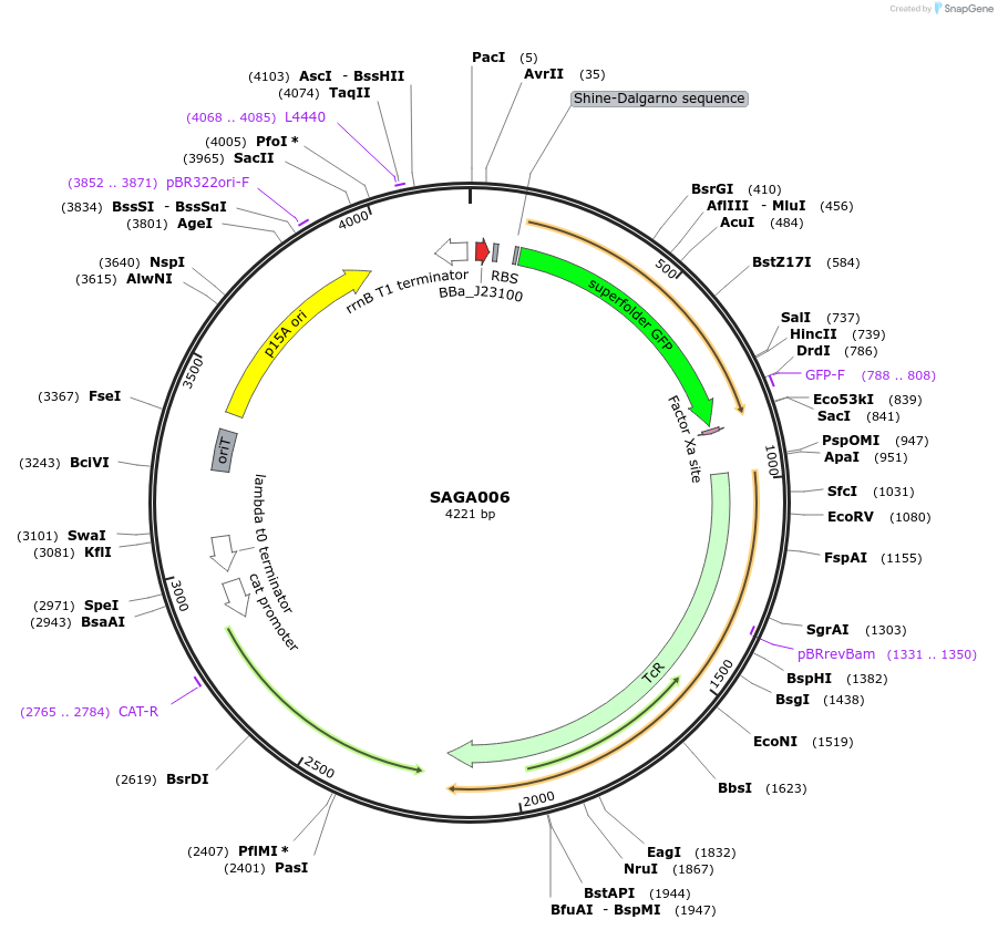 240755-plasmid-map-sequence-id-483916