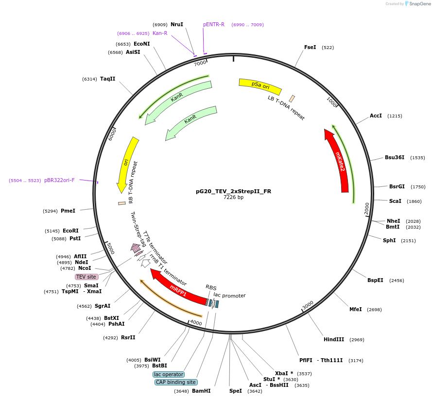 240665-plasmid-map-sequence-id-483918